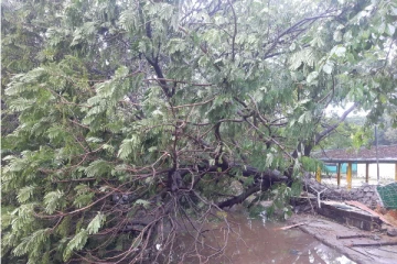 சென்னையை புரட்டிப்போட்ட மாண்டஸ் புயல் - 350 மரங்கள் சாய்ந்தது