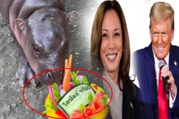 அடுத்த அமெரிக்க ஜனாதிபதி யார்? வைரலாகும் ‘ஹிப்போ ஜோசியம்’!