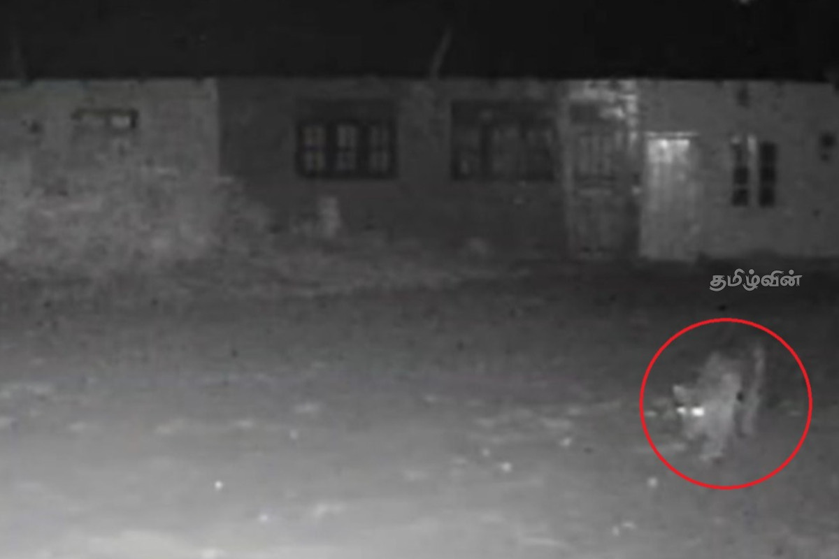 சிறுத்தை நடமாட்டத்தினால் பீதியடையும் மலையக மக்கள்: 13 நாய்கள் பலி | People Are Worried About The Leopard S Movements