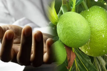 குடும்பங்களுக்கு இடையில் தகராறு; ஈரப்பலாக்காயால் தாக்கி கொலை