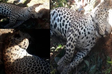 உயிரிழந்த நிலையில் சிறுத்தைப்புலியொன்று மீட்பு(படங்கள்)