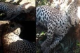 உயிரிழந்த நிலையில் சிறுத்தைப்புலியொன்று மீட்பு(படங்கள்)