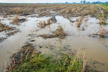 கன மழை காரணமாக வயல் நிலப் பகுதிகள் வெள்ளத்தில் மூழ்கின (VIDEO)
