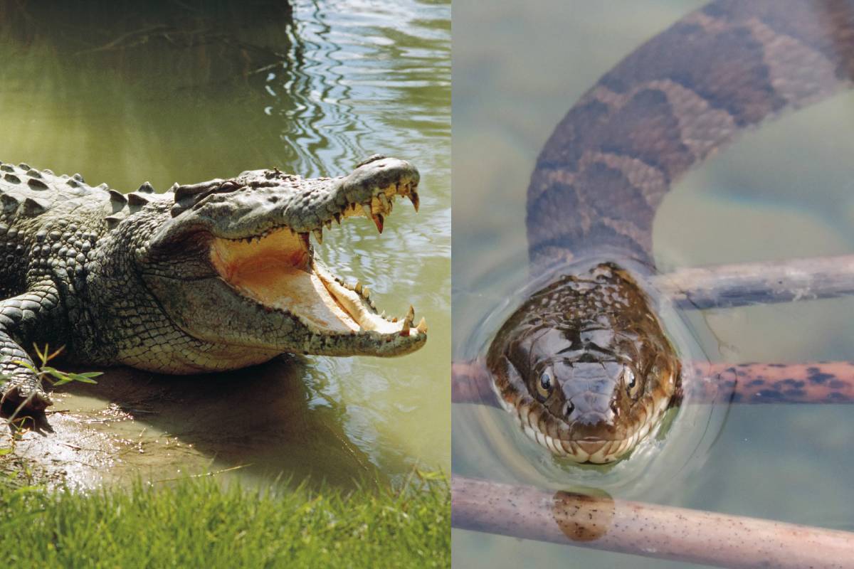 ஊடுருவலை தடுக்க எல்லையில் பாம்பு, முதலைகளை வளர்க்க இந்தியா திட்டம் | Bsf Consider Snake To Use In Bangladesh Border