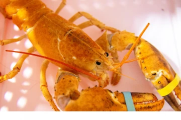 ஒன்றோரியாவில் மிக அரிதான ஆரஞ்சு நிற Lobster