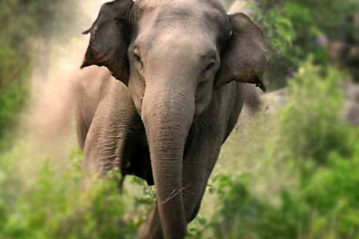 காட்டு யானை மோதி வாகனம் விபத்து : ஒருவர் மரணம் -16 பேர் காயம் | One Dead 16 Injured In Wild Elephant காட்டு யானை மோதி வாகனம் விபத்து : ஒருவர் மரணம் -16 பேர் காயம் | One Dead 16 Injured In Wild Elephant