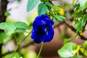 வாஸ்து: கோடீஸ்வரராக மாற வீட்டில் இந்த ஒரு பூ கொடியை நட்டு வையுங்கள்