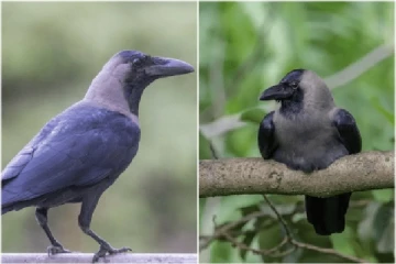 ஊருக்கே செல்லப்பிள்ளையான காகம் -பின்னணியிலுள்ள சோகம்