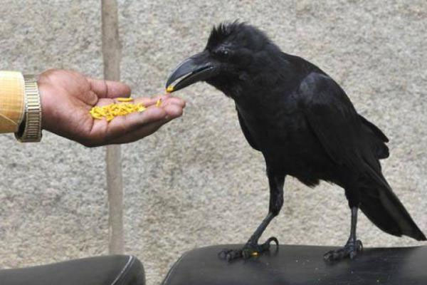 தினமும் காலையில் காகத்திற்கு இதை மட்டும் கொடுங்கள் | Give Only This To The Crow Every Morning