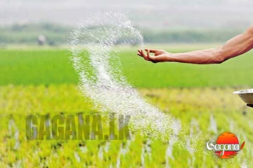 රජය පොහොර මිල ඉහළ දමලා