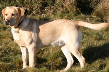 சிறைச்சாலை அதிகாரியின் உணவை உண்ட நாய்