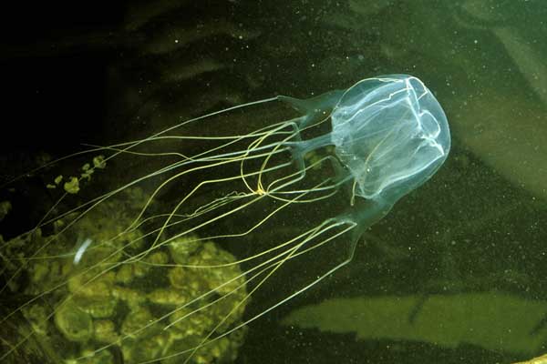 australian box jellyfish
