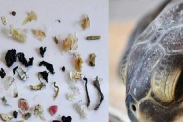 ஆமையின் வயிற்றில் கண்டறியப்பட்ட பிளாஸ்டிக் கழிவுகள்