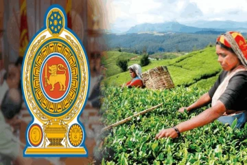 அரச பெருந்தோட்ட நிலங்களை நீண்டகால குத்தகை அடிப்படையில் வழங்க அமைச்சரவை ஒப்புதல்