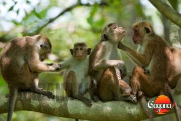 ආයිත් සත්ව සංගණනයක් කරන්න රජය සූදානම් වෙන ලකුණු!