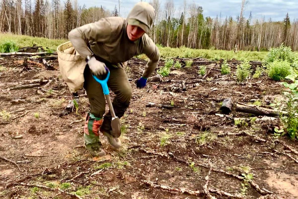 24 மணி நேரத்தில் 23,000 மரங்கள்: கனேடியரின் உலக சாதனை | Canada Man Set World Record By Tree Planting