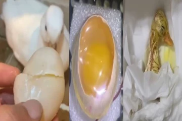 viral video: உடைந்த வாத்து முட்டை குஞ்சு பொரிக்குமா? சாதித்து காட்டிய நபர்!