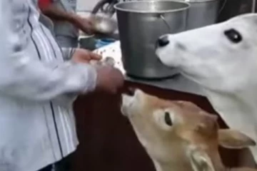 பானி பூரி ஊட்டிவிட்ட நபர்.... ருசித்து ருசித்து மெய்மறந்து சாப்பிடும் மாடுகள்! இதயத்தை நெகிழ வைத்த காட்சி