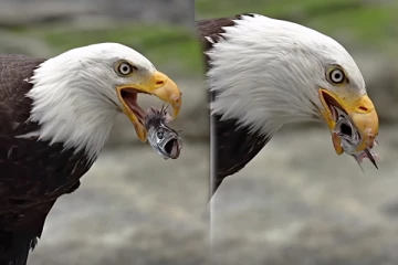 Viral Video: சிறிய மீனை ரசித்து சாப்பிடும் கழுகின் Close up காட்சி... இம்புட்டு அழகா?