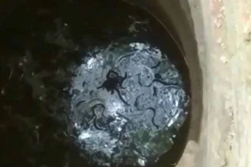 குடிநீர் கிணற்றில் உயிரிழந்த நிலையில் மீட்கப்பட்ட பாம்பு