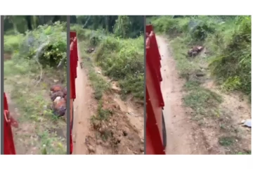 வண்டியை துரத்தி வந்த பாம்பு.... - பதற வைக்கும் வீடியோ வைரல்...!