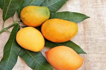 தமிழர் பகுதியில் 7 லட்சத்திற்கு ஏலம் போன அரிய மாம்பழம்!