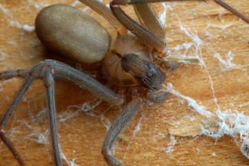 சிலந்தி கடித்ததால் முகத்தில் அழுகிய தோல்கள்; பெண் ஒருவர் படும் வேதனை