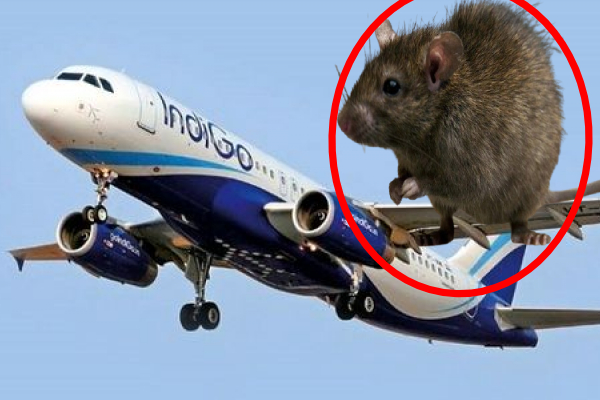 எலி ஒன்றினால் தாமதமான இண்டிகோ விமான பயணம்! | Indigo Flight Delayed By A Rat Kanpur Airport
