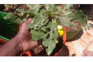 உங்க வீட்டு பூ, காய் செடிகளில் இந்த பிரச்சனைகள் எல்லாம் இருக்கா? இதோ அதற்கு நிரந்தர தீர்வு