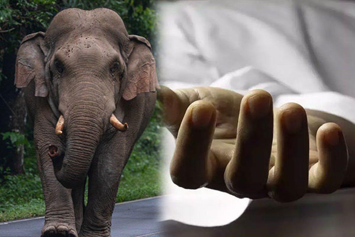 முல்லைத்தீவில் வயலுக்கு சென்ற இளைஞன் யானை தாக்கி உயிரிழப்பு | Youth Dies After Being Attacked Elephant