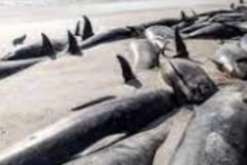 හදිසියේම වෙරළට ගොඩගැසූ මුහුදු සිංහයින්..