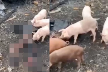 உக்ரைனில் அழுகிக்கிடக்கும் ரஷ்யப் படைவீரரின் சடலத்தை உண்ணும் பன்றிகள்: வெளியாகியுள்ள பயங்கர காட்சி...