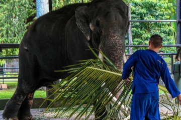 முத்துராஜா நிலை வேண்டாம்; இலங்கையில் யானை வைத்தியசாலைக்கு தாய்லாந்து திட்டம்