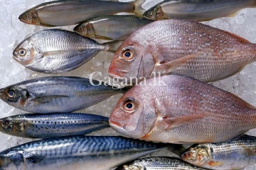 මාළු මිලෙහි හදිසියේම සිදු වූ වෙනස.