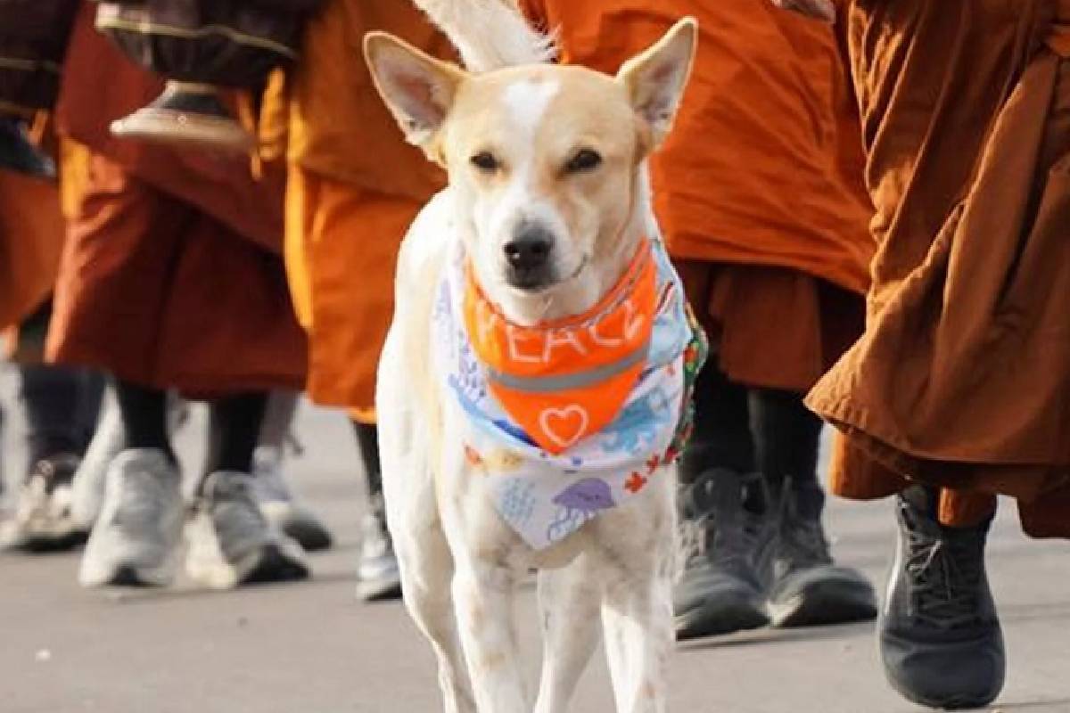 அமைதிக்கான நடைப் பயணம் ; இலங்கையில் அமெரிக்க பௌத்த பிக்குகளுடன் இணையும் நாய் | Dog Joins American Buddhist Monks In Sri Lanka