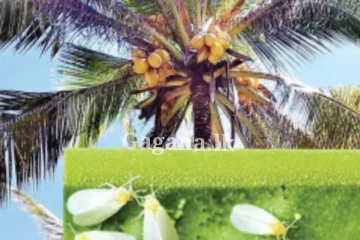 කෘමි උවදුර පාලනයට කඩිනම් පියවර...