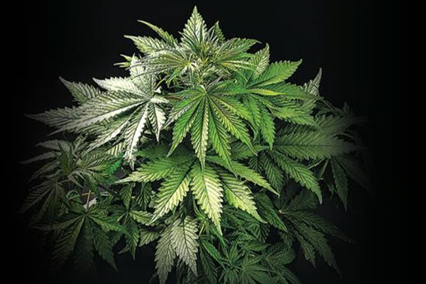 யால சரணாலய பகுதியில் கஞ்சா செடிகள் | Cannabis Plants Found In Jaffna Sanctuary Area