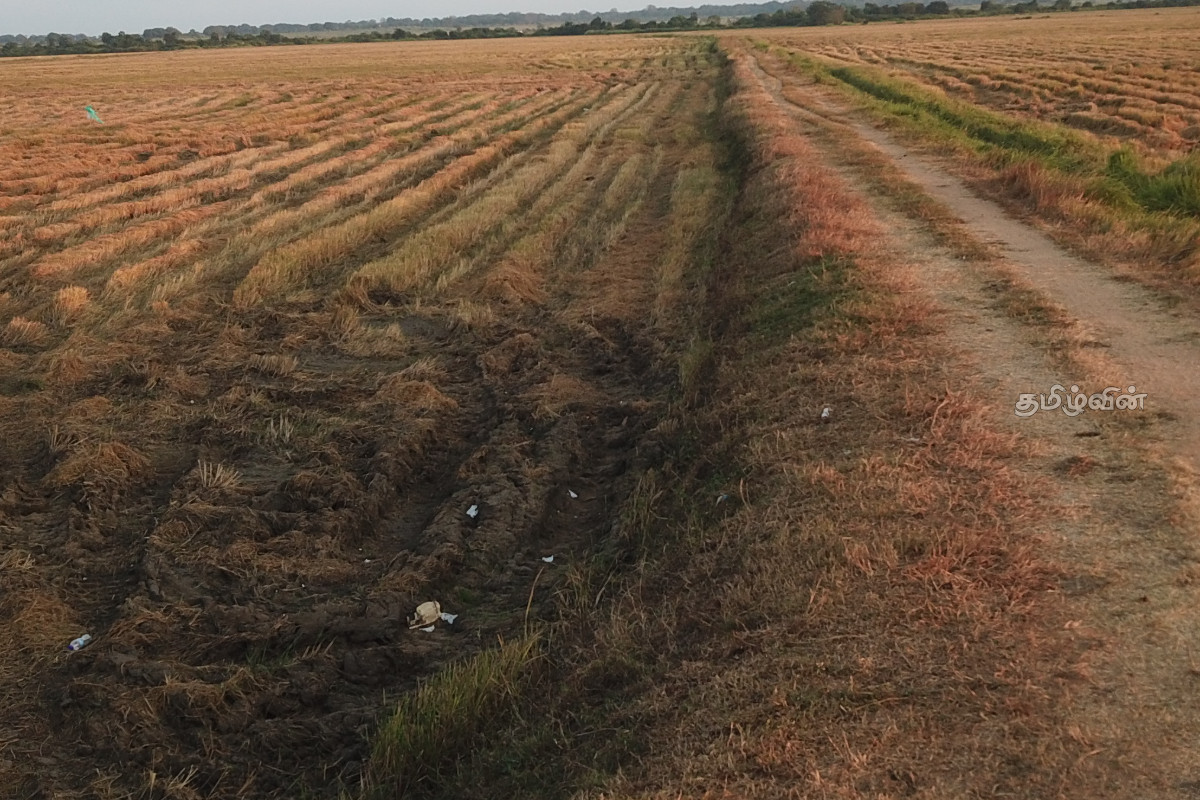 கந்தளாய் பள்ளிவாசல் வயல் காணி செய்கை இடைநிறுத்தம்: தனிநபர்களின் தலையீட்டால் நஷ்டம் ஏற்படும் அபாயம் | Kanthalai Mosque Field Farming Suspended கந்தளாய் பள்ளிவாசல் வயல் காணி செய்கை இடைநிறுத்தம்: தனிநபர்களின் தலையீட்டால் நஷ்டம் ஏற்படும் அபாயம் | Kanthalai Mosque Field Farming Suspended