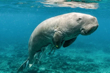 கடல் பசு இறைச்சியுடன் கைதான சந்தேக நபர்