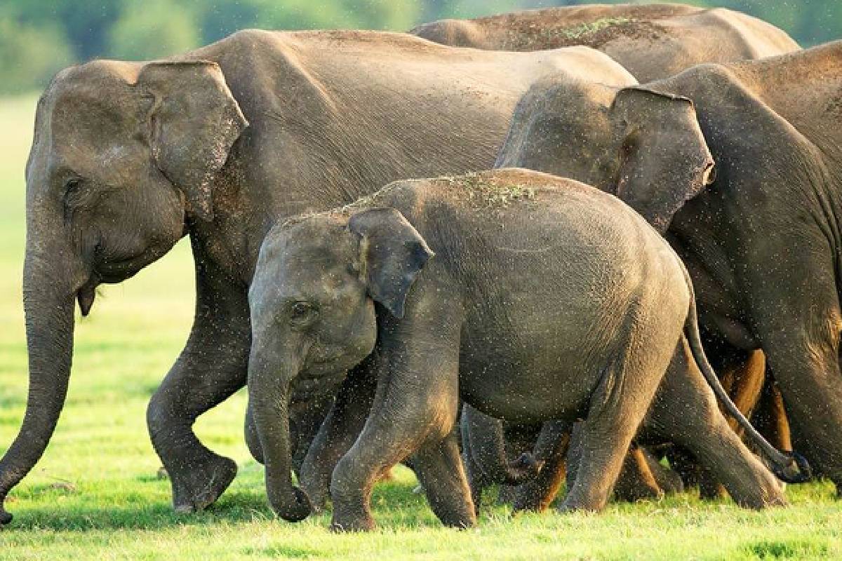 யாழில் திடீரென அதிகரித்த காட்டுயானைகளின் அட்டகாசம்:அரச தரப்பினர் மீது குற்றச்சாட்டு | Elephants Rampage In Vadamaratchi East