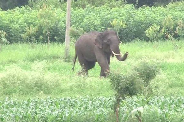 அனுராதப்புரத்தில் காட்டு யானை தாக்கி குடும்பஸ்தரொருவர் உயிரிழப்பு | Elephant Attacked For A Man