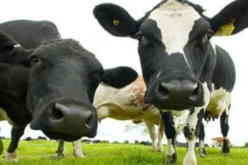 ගම්පහ හරක් සොරකම දරුණු වෙයි..