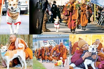 அமைதிக்கான நடைப் பயணம் ; இலங்கையில் அமெரிக்க பௌத்த பிக்குகளுடன் இணையும் நாய்