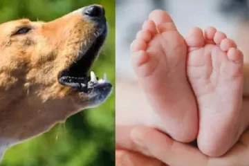 பிறந்த குழந்தையின் சடலத்தை தெரு நாய்கள் தூக்கிச் சென்ற அவலம்