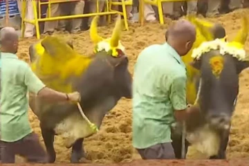 ஜல்லிக்கட்டில் சீறி வந்த காளை: எஜமானை பார்த்ததும் குழந்தையாக மாறிய காட்சி