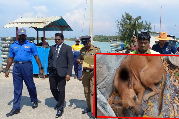 யாழ் நெடுந்தீவு கொலைச் சம்பவத்தில் ஐந்தறிவு ஜீவன் தொடர்பில் வெளியான தகவல்! | Dog Died In The Jaffa Nedundivu Murder Incident