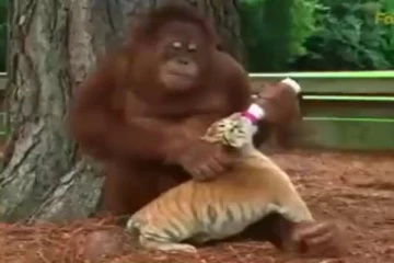 புலிக்குட்டிகளுக்கு புட்டி பால் கொடுத்து தாயன்பை காட்டிய குரங்கு - பலரையும் நெகிழ வைத்த காட்சி!