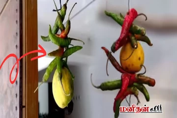 வீட்டுமுன் கட்டும் தோரணம் - பாரம்பரியம் பின்னால் இருக்கும் மறைமுக அறிவியல்