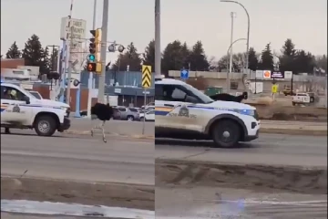 கனடாவில் பொலிசாருக்கு ஆட்டம் காட்டிய நெருப்புக் கோழி! (Video)