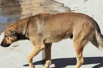 யாழில் மக்களை சரமாரியாக கடித்துக் குதறிய நாய்